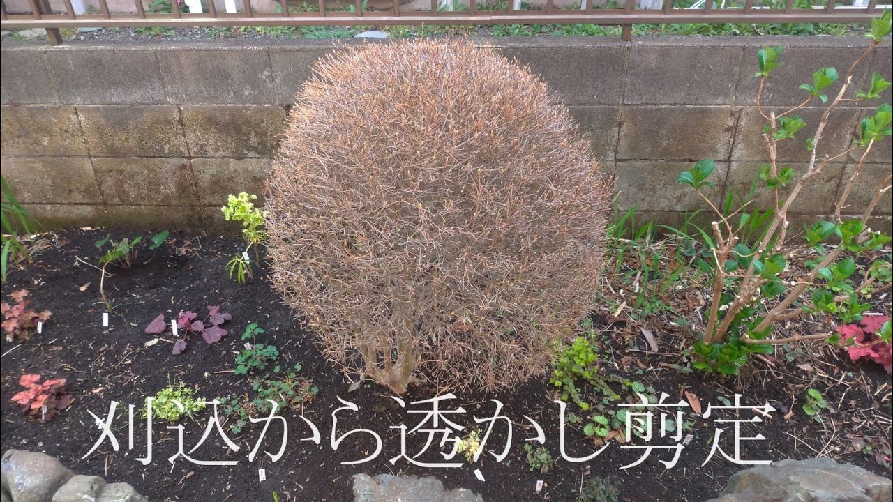 ドウダンツツジ｜ 刈込剪定から自然樹形に変える｜忌枝を抜いて透かし剪定｜野良猫のフン被害｜３代続く庭仕事｜実家の庭｜4月上旬