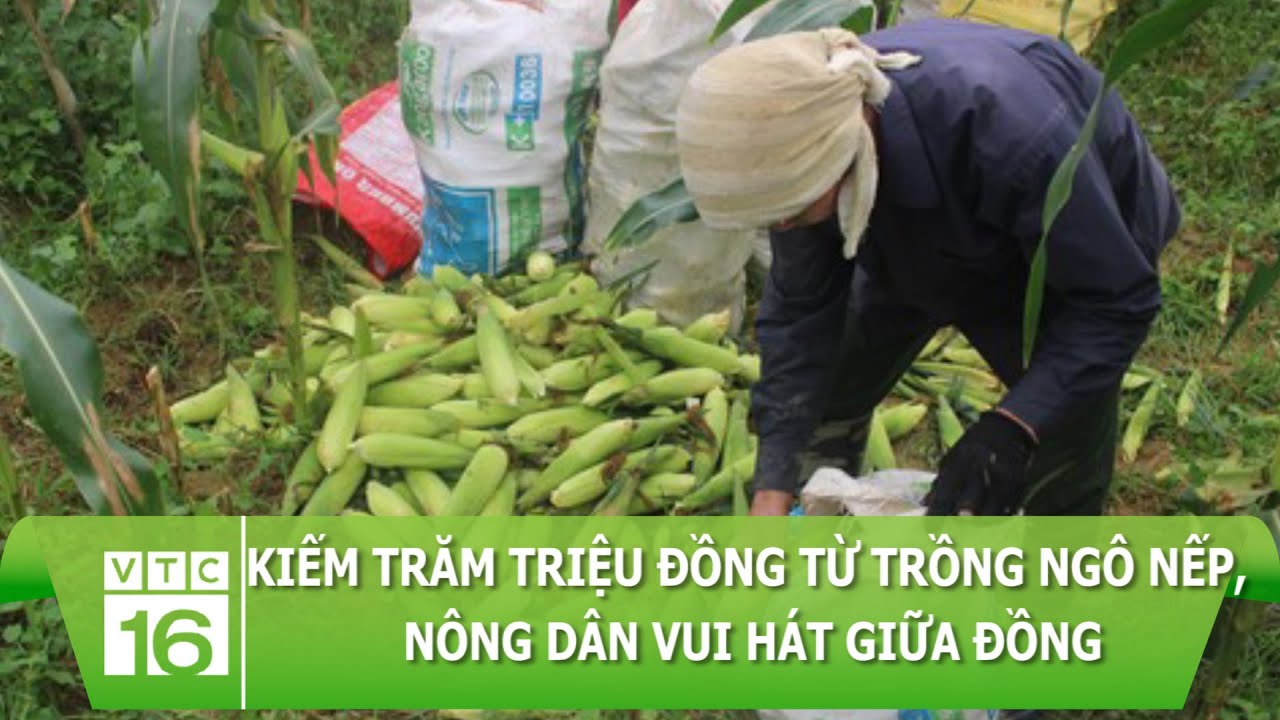 Kiếm trăm triệu đồng từ trồng ngô nếp, nông dân vui hát giữa đồng | VTC16