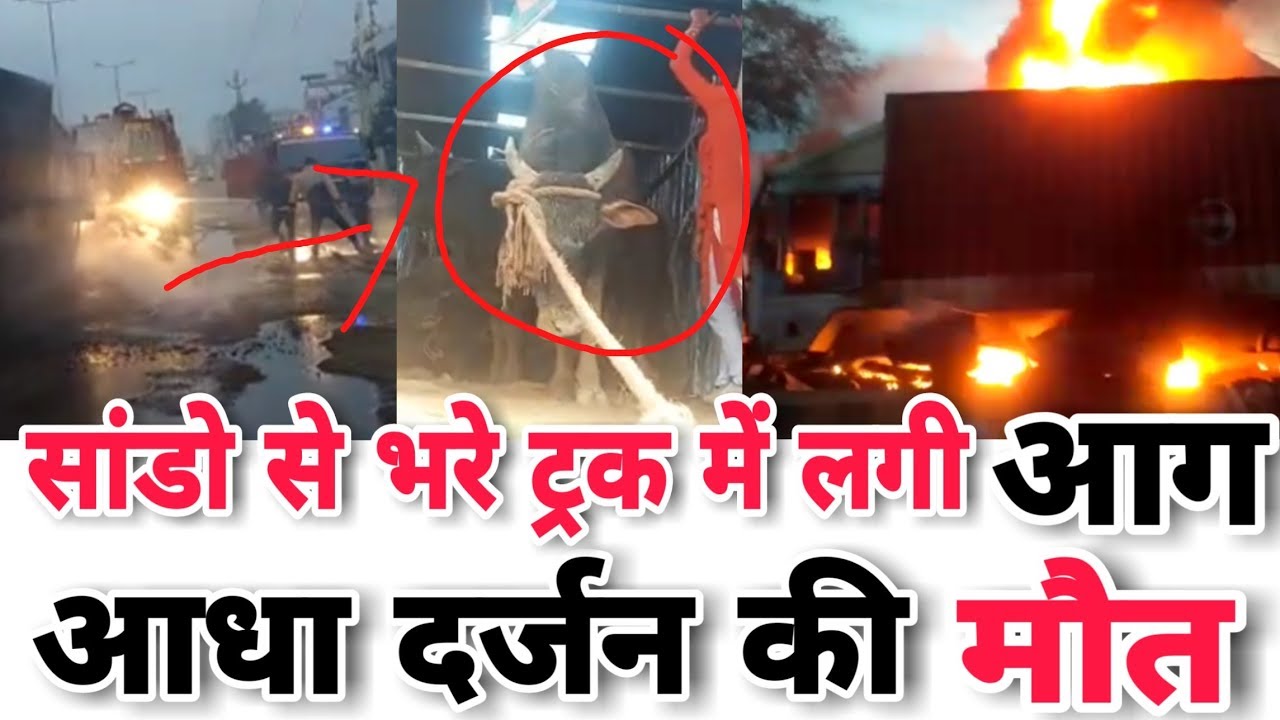 A truck full of monkeys caught fire, half a dozen died. Fighter News