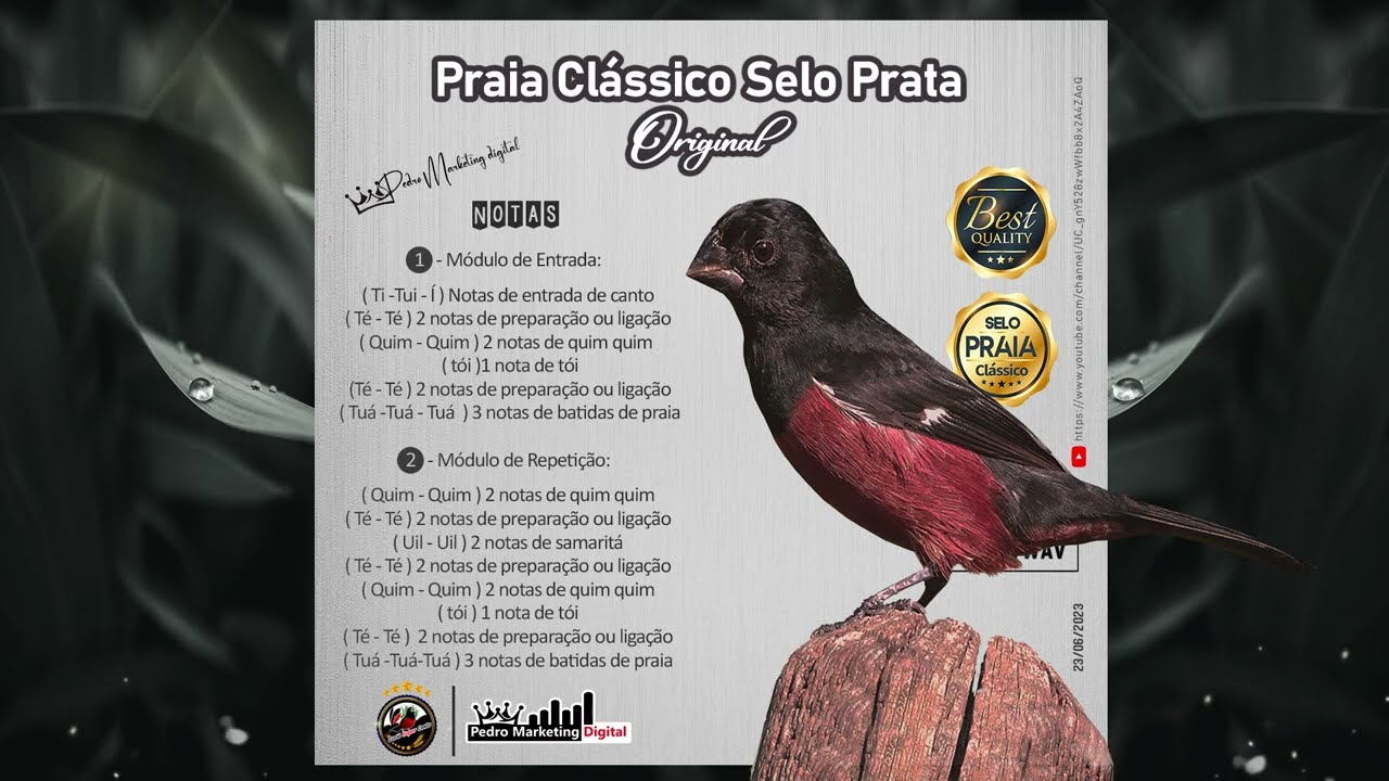CANTO PRAIA CLÁSSICO SELO PRATA ORIGINAL V2 ♪