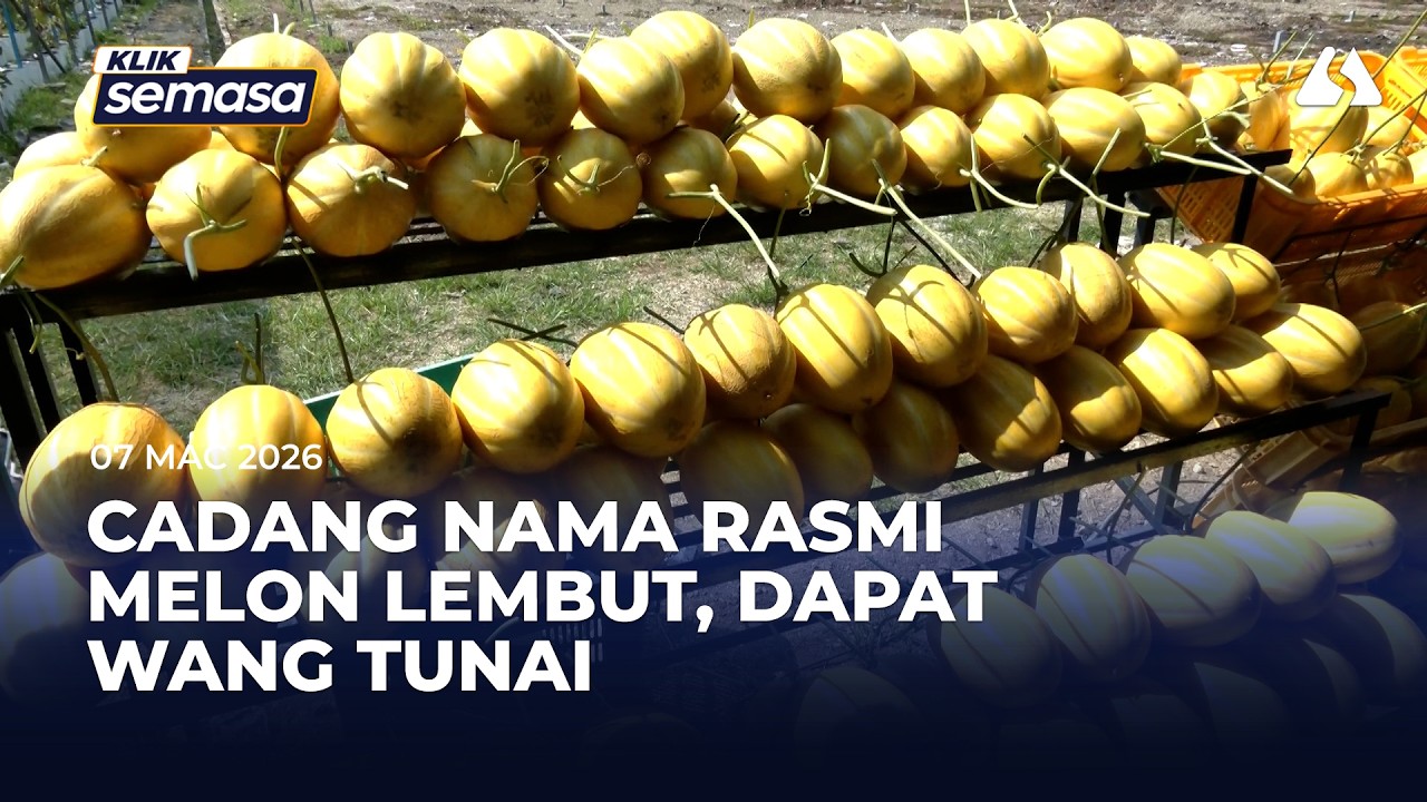 Orang ramai dipelawa cadang nama rasmi melon lembut premium Selangor