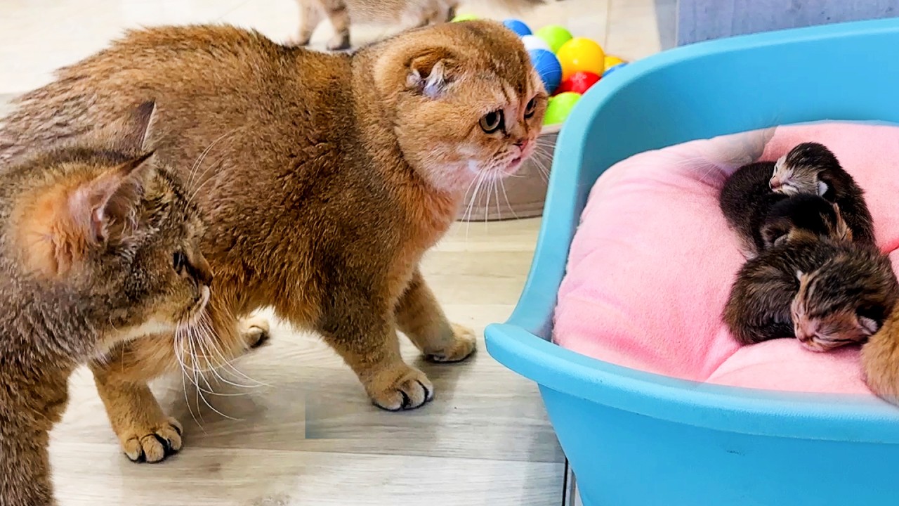 Папа кот впервые встречает малышей котят и маму кошку после разлуки.