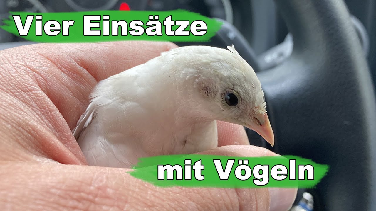 Vier Einsätze mit Vögeln - Tiernotruf #341