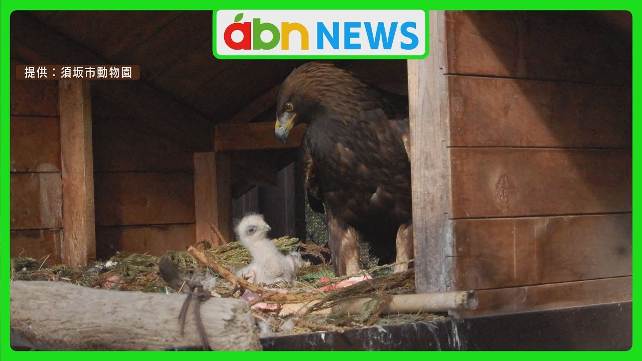 9年越しの悲願！県内で初めて絶滅危惧種・ニホンイヌワシの繁殖に成功(abnステーション　2025.05.09）