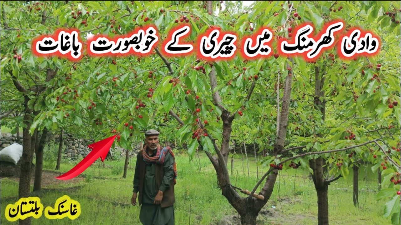Cherry 🍒 Season in Full Swing || Gilgit Baltistan Cherry Season || Hunza Cherry 🍒