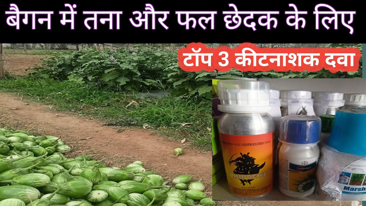 बैगन में तना और फल छेदक के लिए टॉप 3 दवाईयां।brinjal shoot and fruit borer control।। भाटा का कीड़ा।।