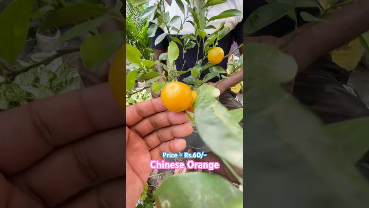 Chinese Orange Fruit Plant at a Very Affordable Price 
