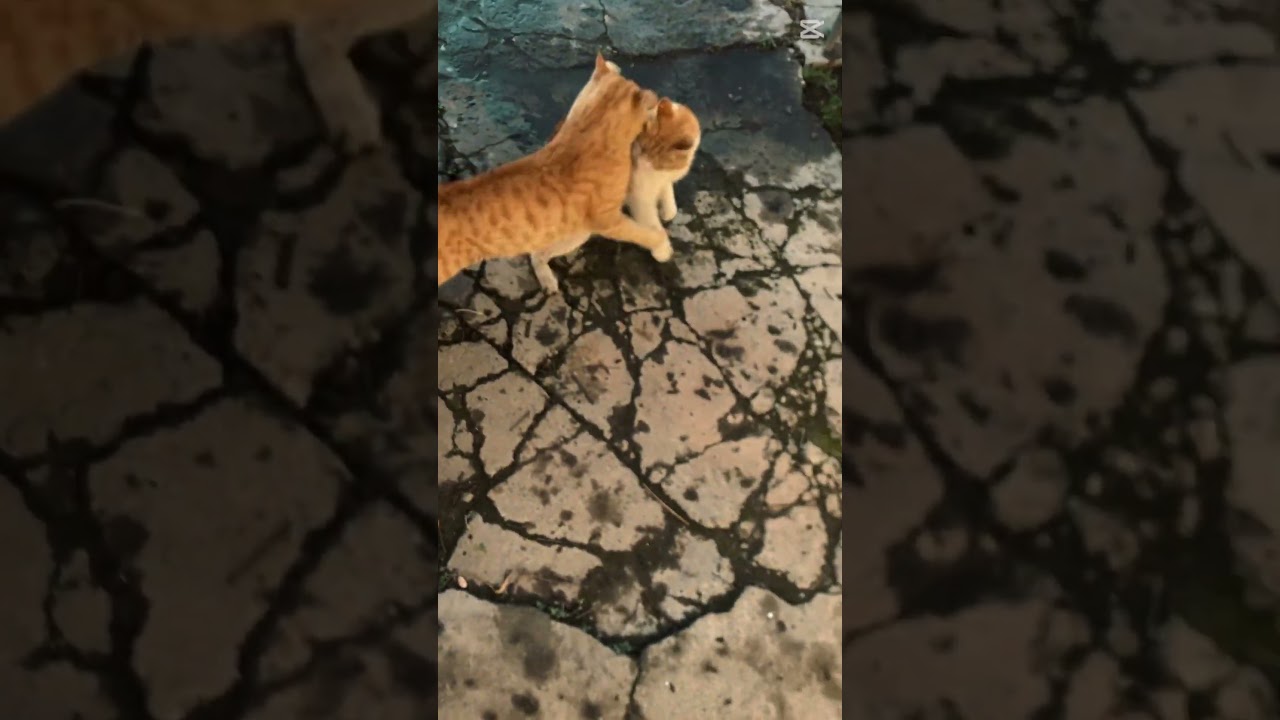 When Cats Go Wild 💀😮‍💨😈                                     