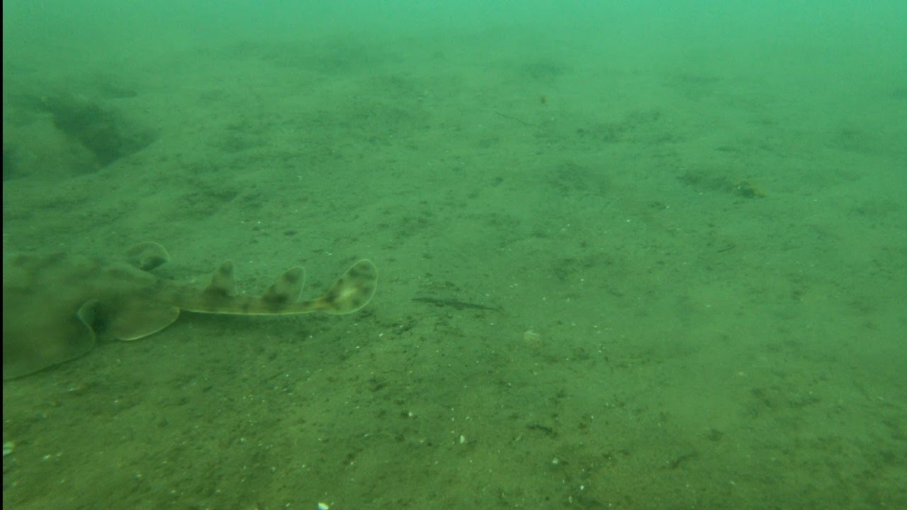 Underwater Tour of Embarcadero Park Fishing Pier in San Diego, California