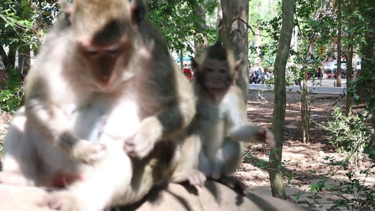 Wild Monkey Video 2023, little cute monkey