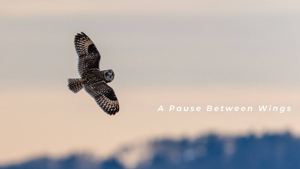 A Pause Between Wings