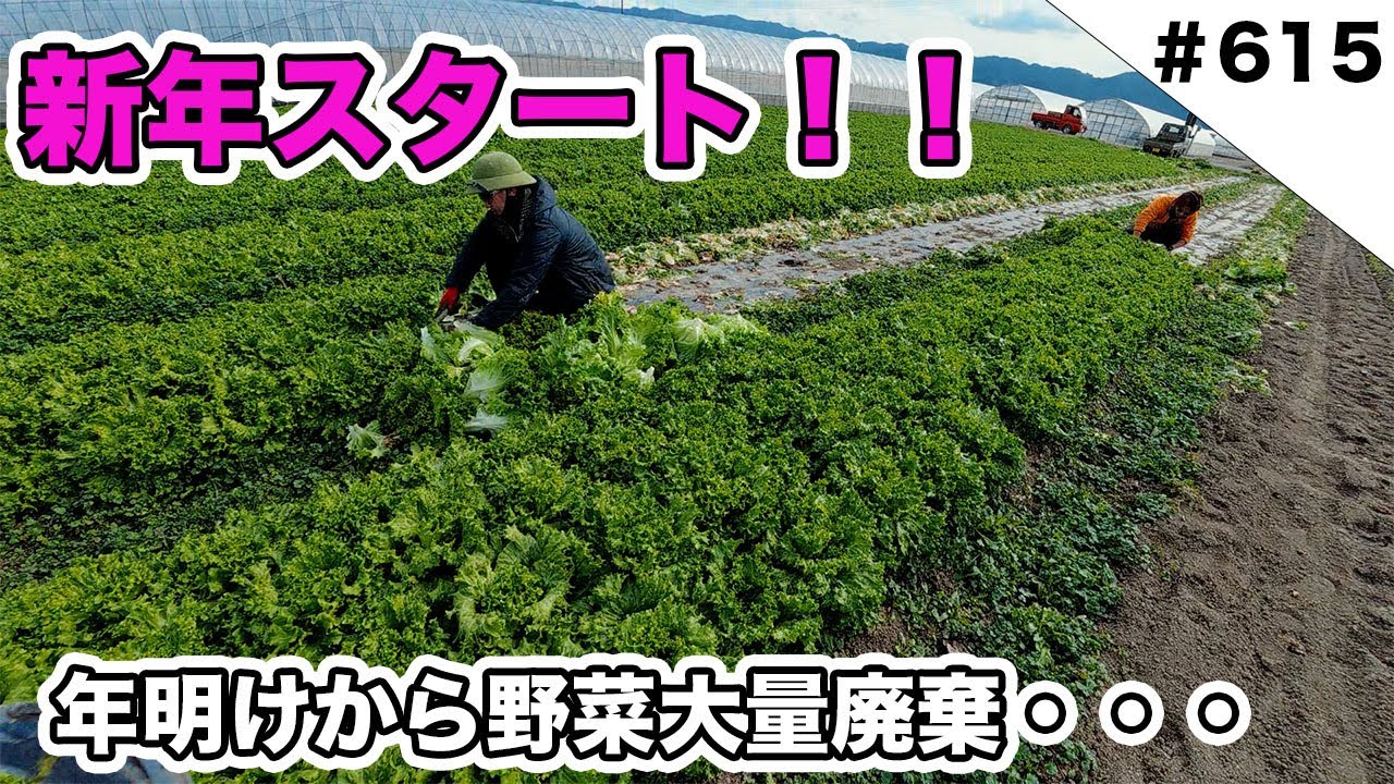 新年スタート！　年明けなのに野菜大量廃棄です泣