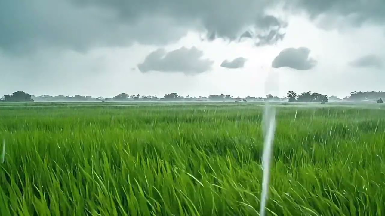 Gentle Rain Over Vast Rice Fields  ASMR Countryside Ambience (4K)