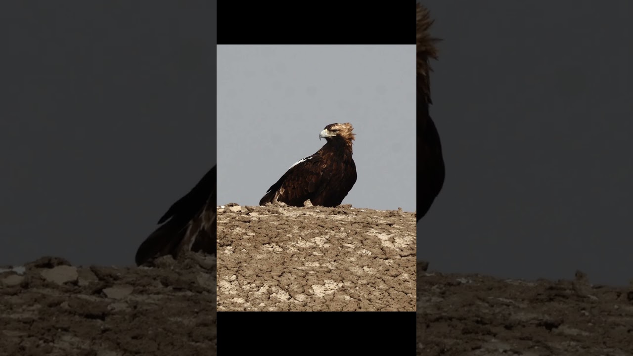 In Frame-Eastern imperial eagle🦅 