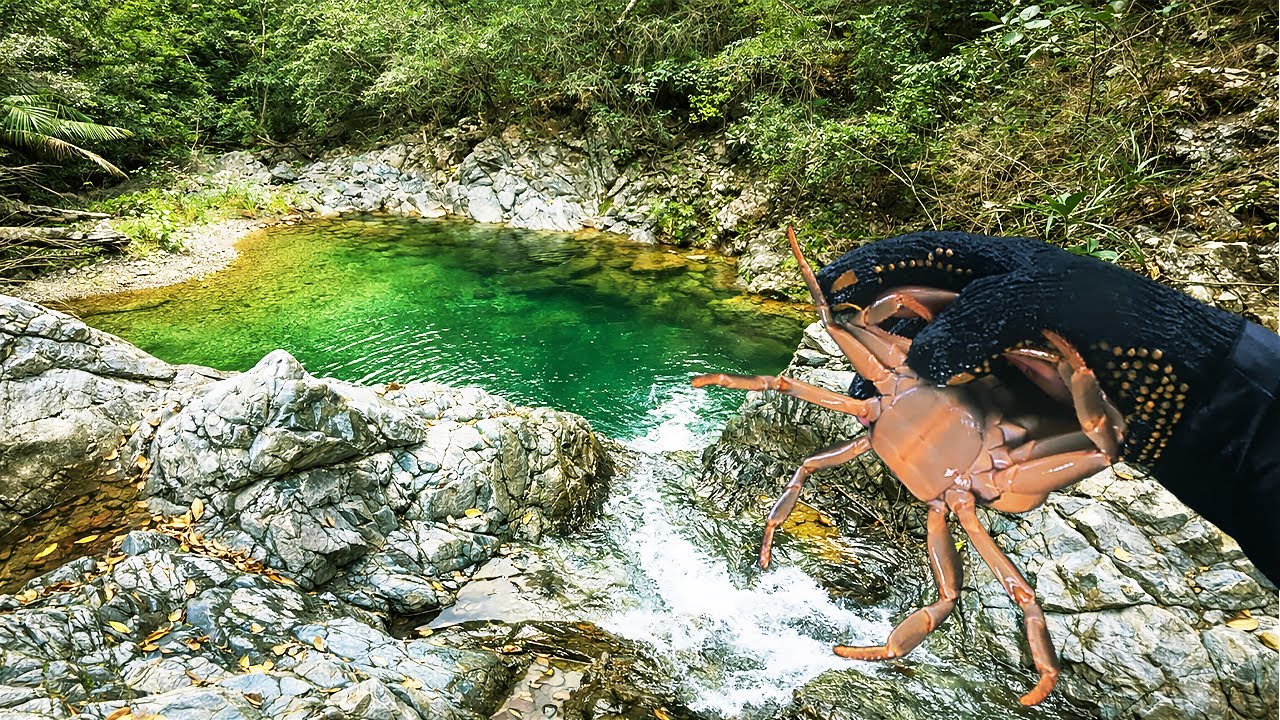 NUNCA Imaginé Encontrar Tantos CANGREJOS GIGANTES en Esta PISCINA Natural