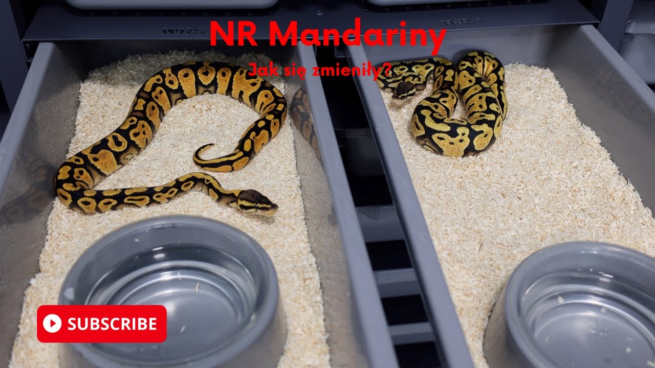 NR Mandarin ball python
