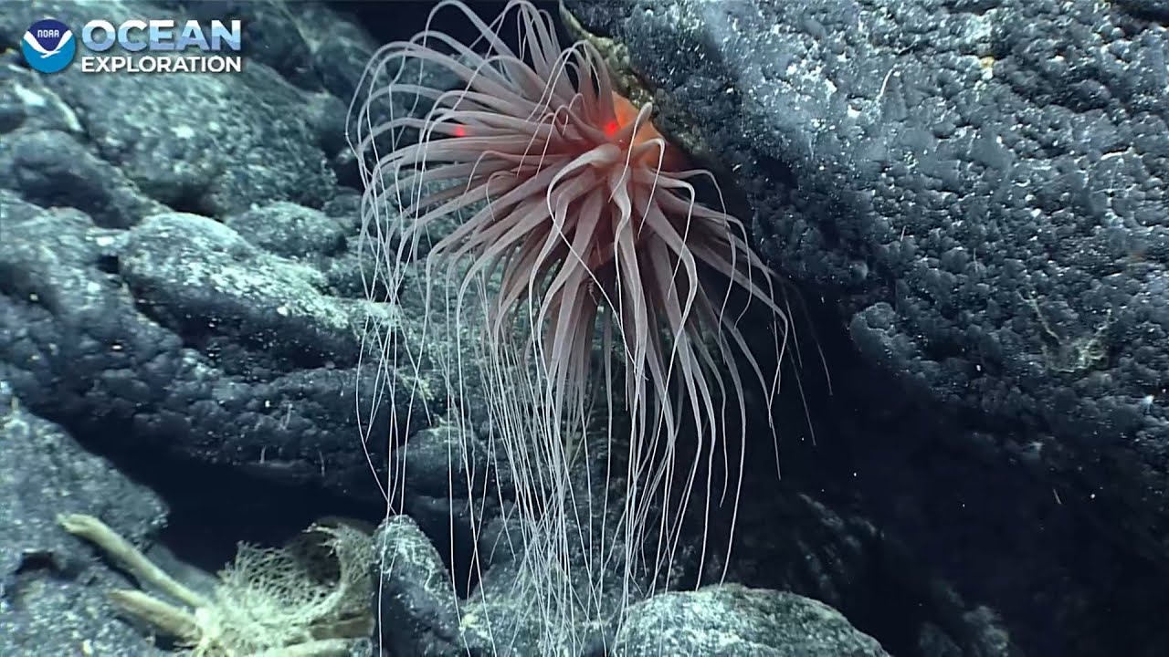 EX2503 Dive 05 Solide Seamount Apr 17 2025