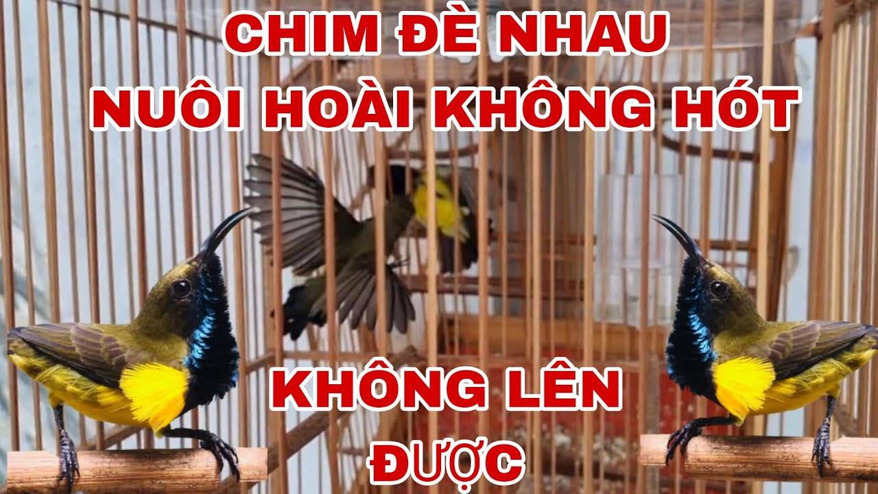 CÁCH XỬ LÝ TÌNH TRẠNG CHIM HÚT MẬT 5MAU BỊ ĐÈ LÂU LÊN _ CẦN MIỀN TÂY