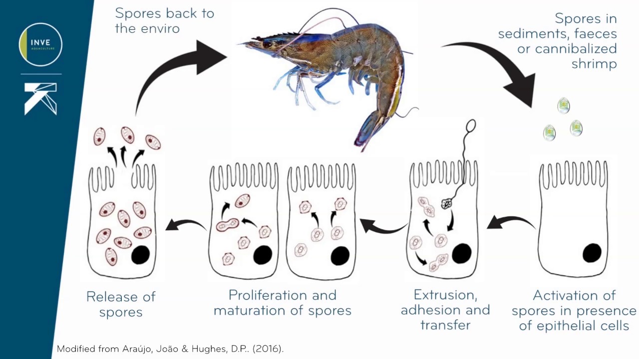 An introduction to EHP