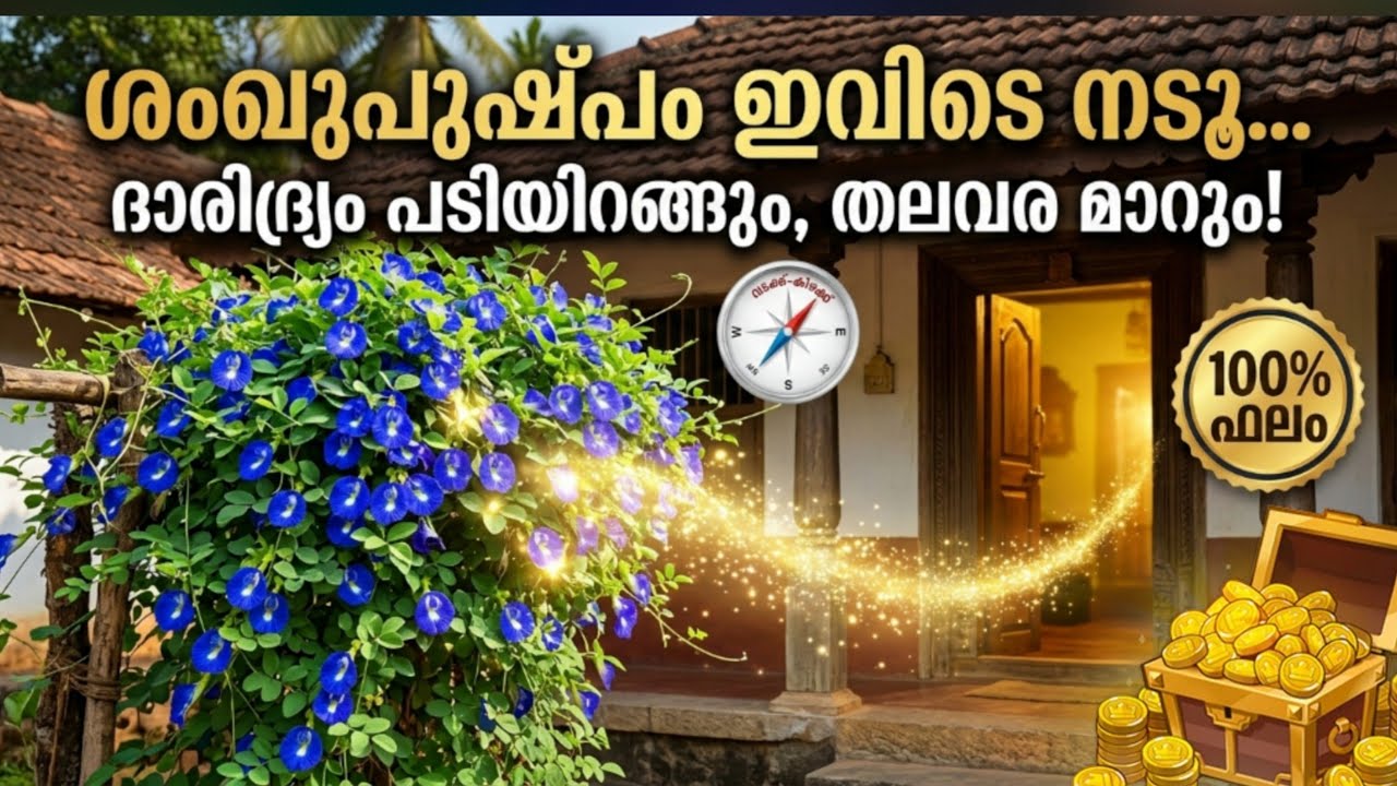 ദാരിദ്ര്യം പടിയിറങ്ങും തലവര മാറും|ശംഖുപുഷ്പം ഈ ദിശയിൽ മാത്രം നടൂ പരീക്ഷിച്ചു നോക്കൂ| ധനം വർദ്ധിക്കും