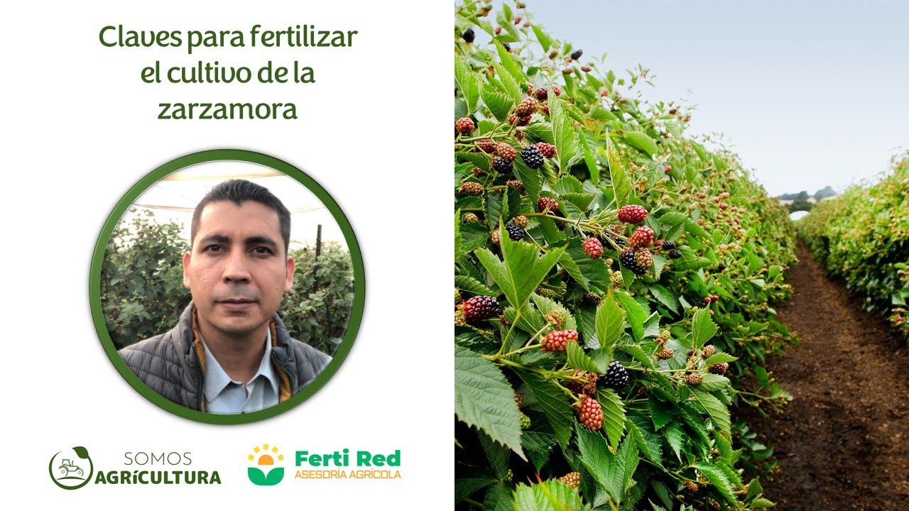 Claves para fertilizar el cultivo de la zarzamora
