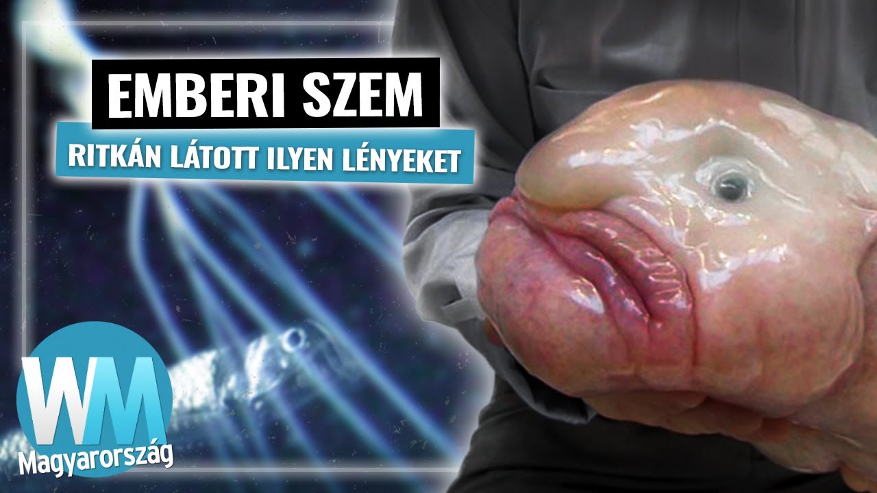 Top 10 rejt&eacute;lyes teremtm&eacute;ny, melyek az &oacute;ce&aacute;n m&eacute;ly&eacute;n &eacute;lnek