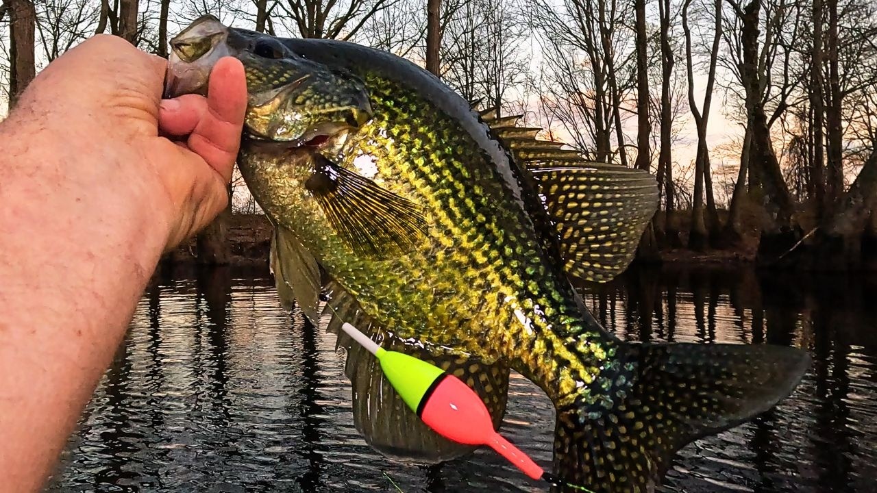 This Early March Crappie Bite was INSANE❗ we Catch a lot of spawning Crappie