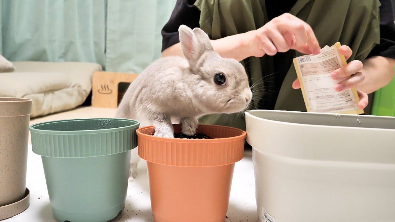 うさぎさんが大好物の野菜の種を撒いたら、すぐに芽が出てくると思って準備してるうさぎさんが可愛い