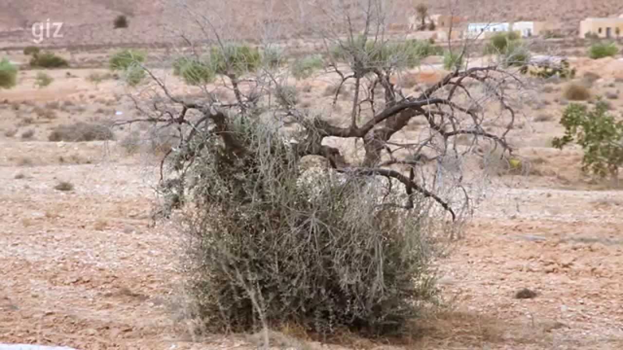Le changement Climatique en Tunisie. Pouvons-nous nous adapter?