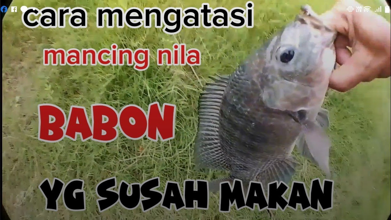 Cara mancing nila babon yg susah makan. Perpaduan 2 esen yg ampuh untuk mancing nila babon
