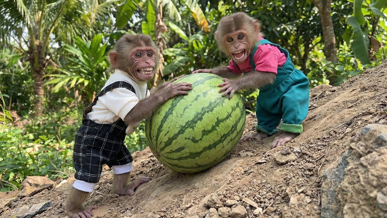 Moon and Bon Freak Out as Their Melon Rolls Out of Control