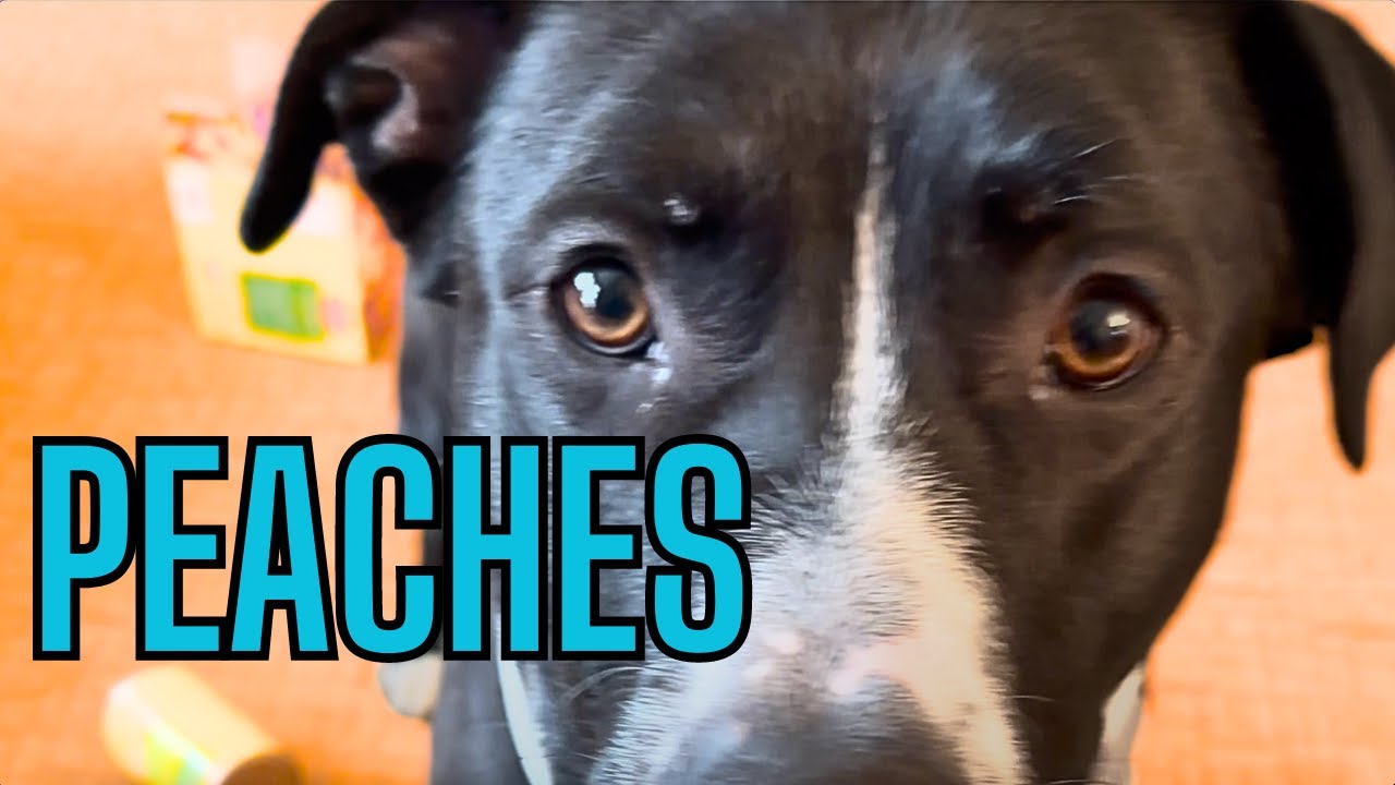 Peaches - Bowser's Song Full Version 🍑🍑🍑 #peaches