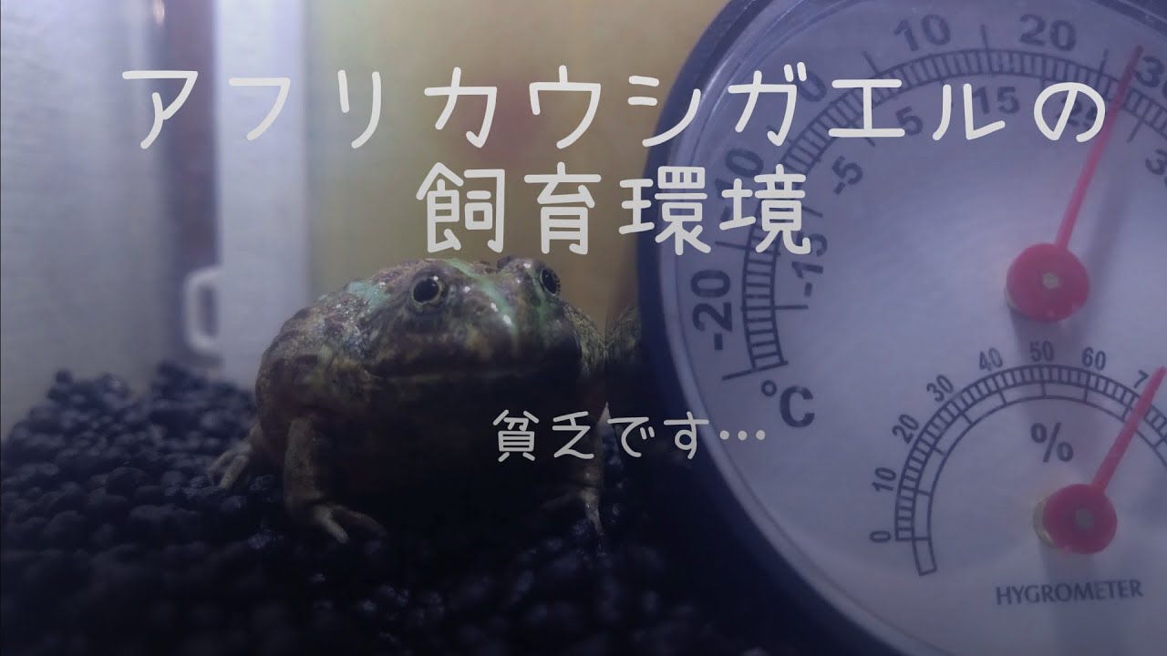 【アフリカウシガエル】貧乏学生の飼育環境紹介！