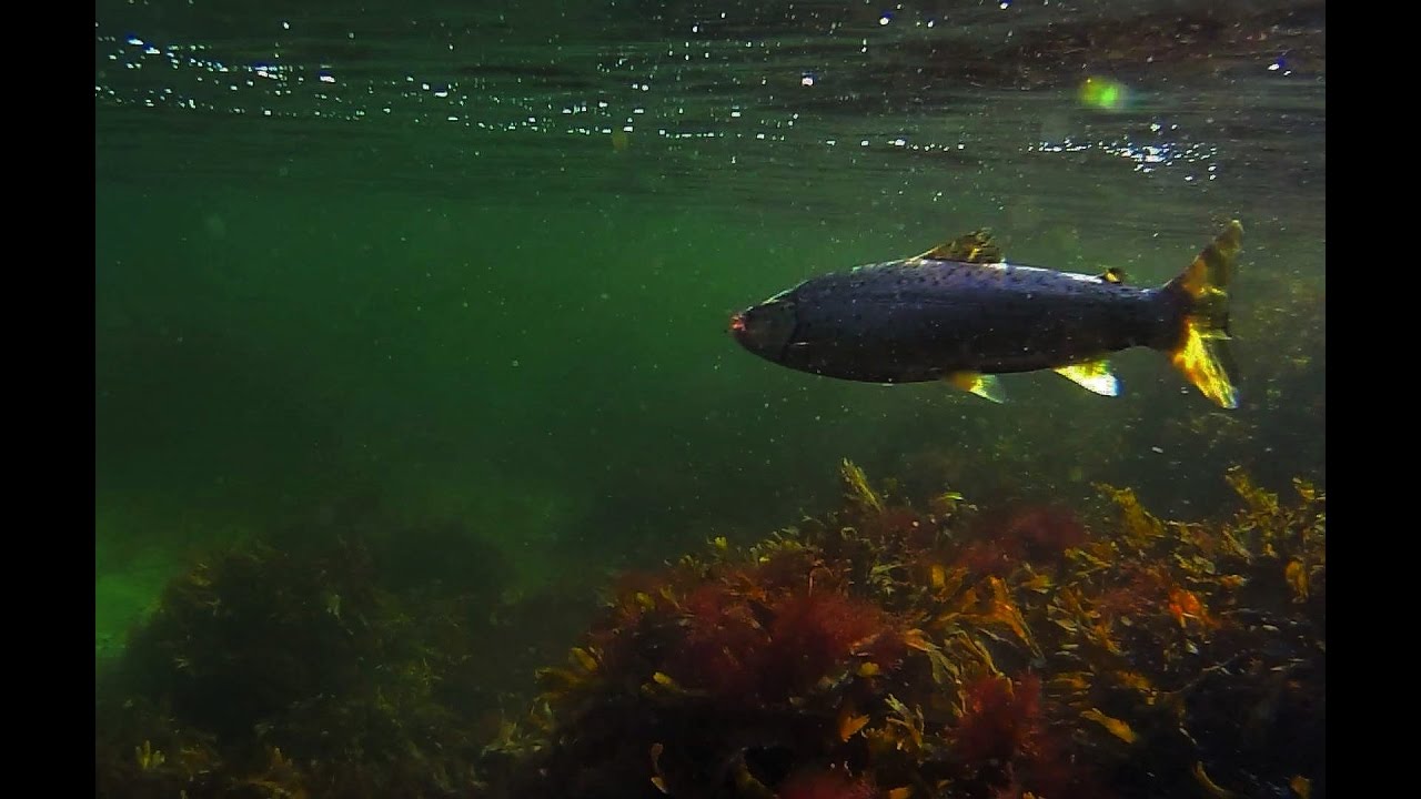 Sjøørretfiske "Jakten på sjøørreten" Tid for høstfiske - Fiskejegeren Production