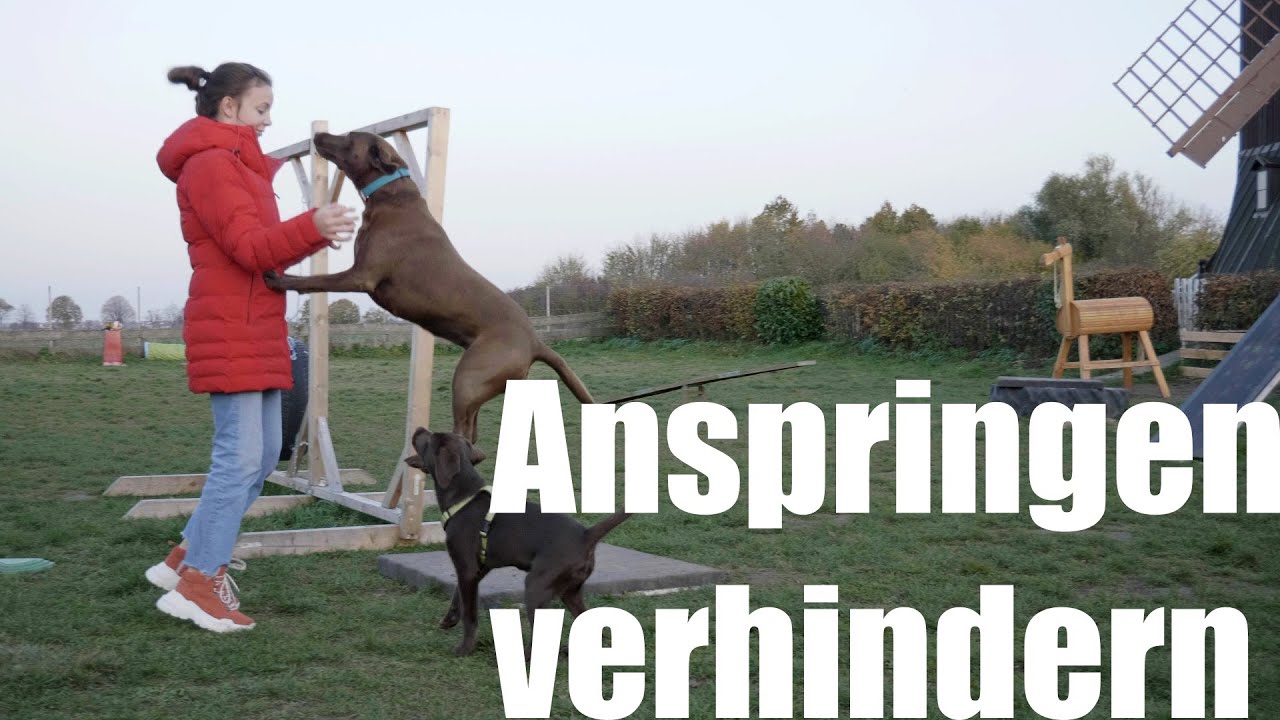 Anspringen verhindern | Hundeschule SimSammlerBim