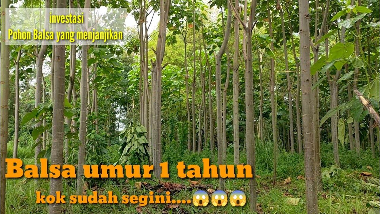 VIRALLL,,! Penampakan pohon BALSA umur 1thn