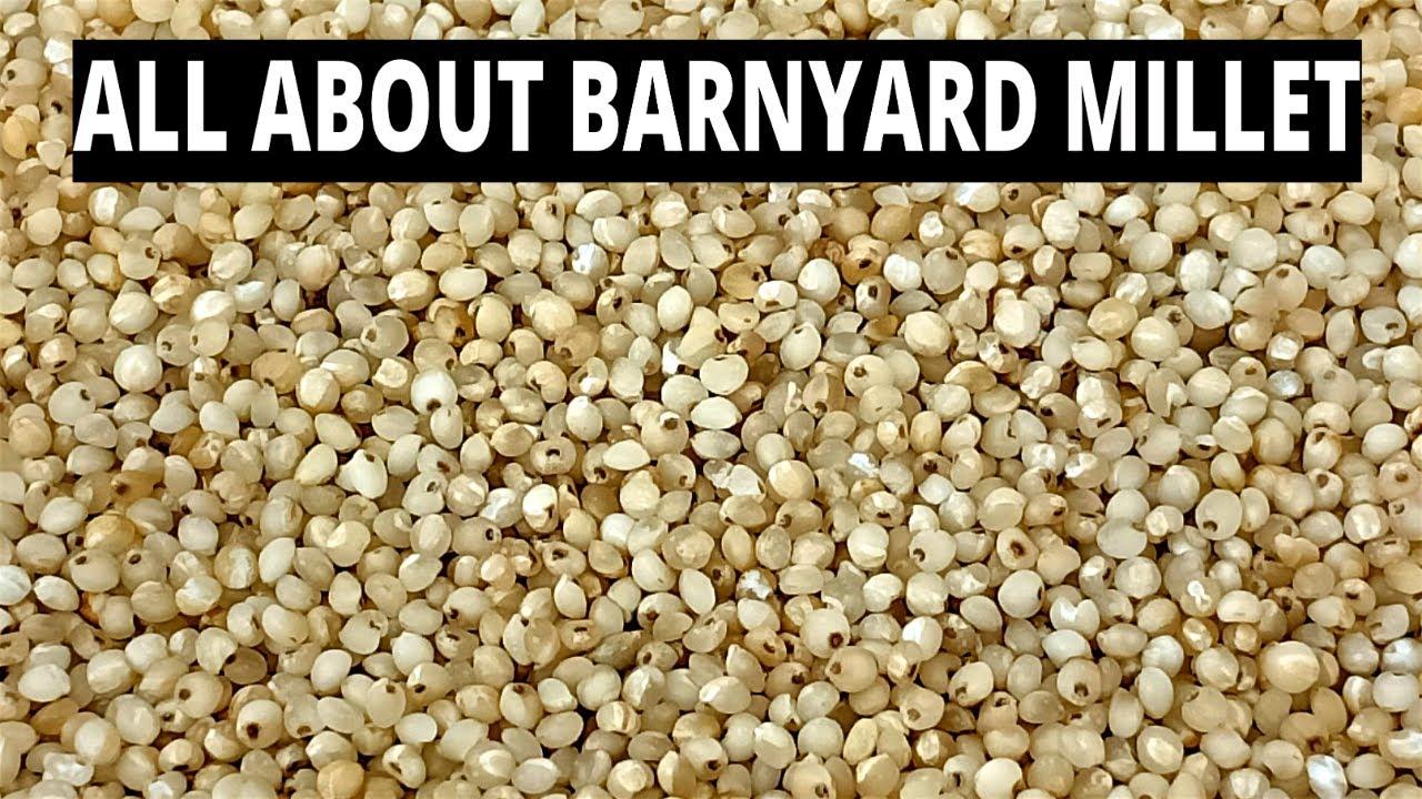 All About Barnyard Millet| Health Benefits of Barnyard Millet | Positive Millets| Siridhanya Millets