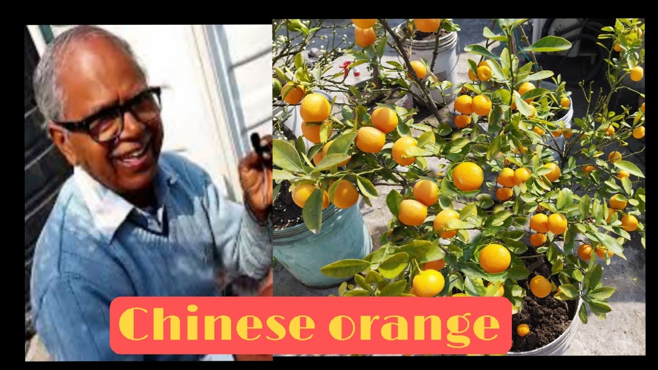Chinese orange plant care 🍊/how to grow Chinese orange at home 🍊🌱