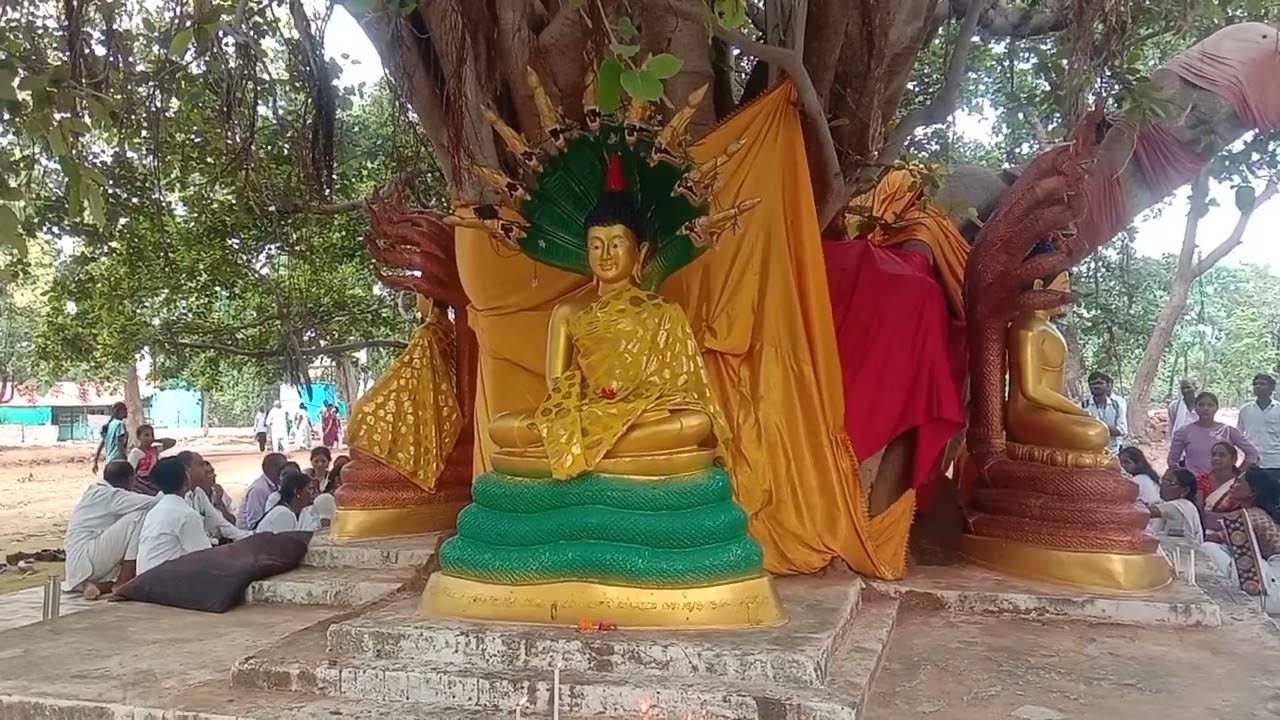 भंतेजी ताडोबा जंगल, पहाड़ीपर दृश्य #tadobajungle 