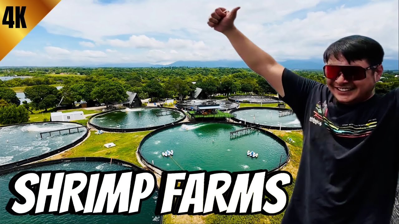 Exploring The Biggest Shrimp Farm In The Philippines With Alfred WaterMax!