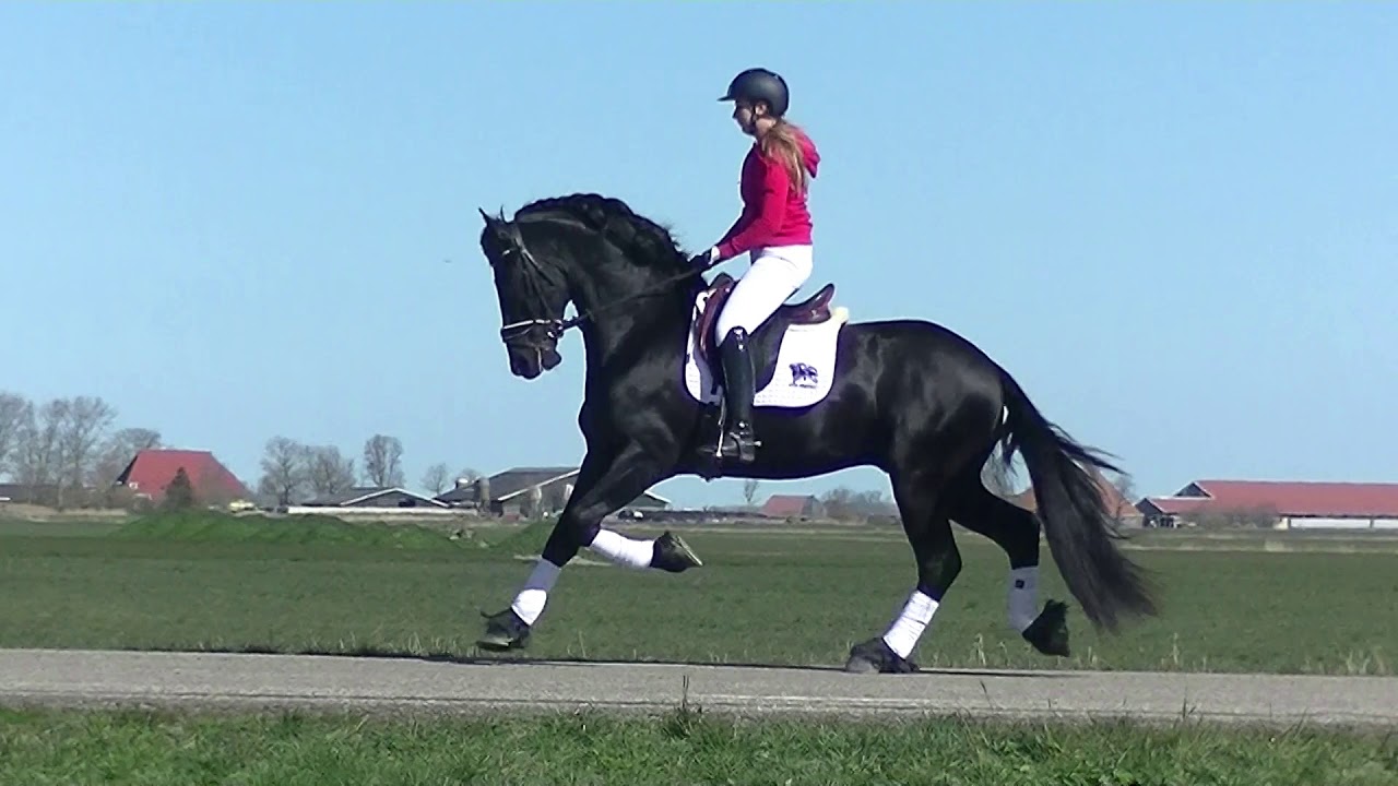 Stal Okkema's Albert v. Jasper 366 hengst 2016