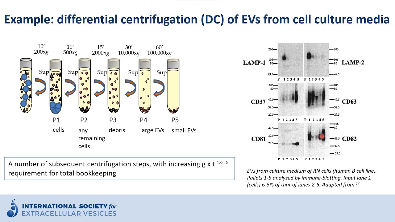Ultracentrifugation to isolate extracellular vesicles