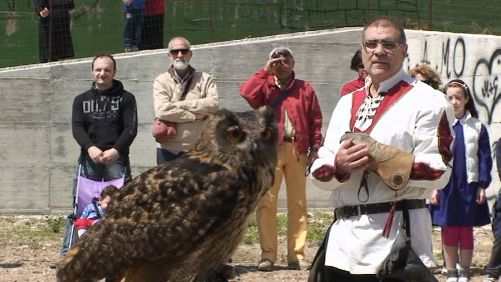 Lavello: Giornata Medievale. Dimostrazione rapaci in volo