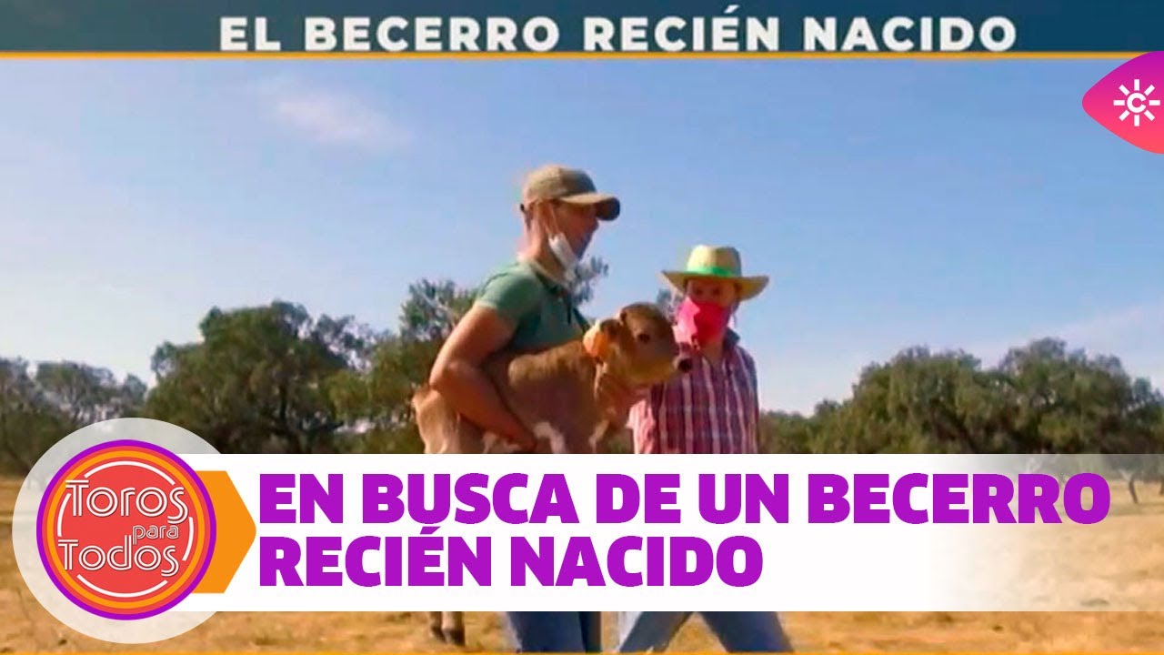 En busca de un becerro recién nacido de la ganadería de José Luis Pereda