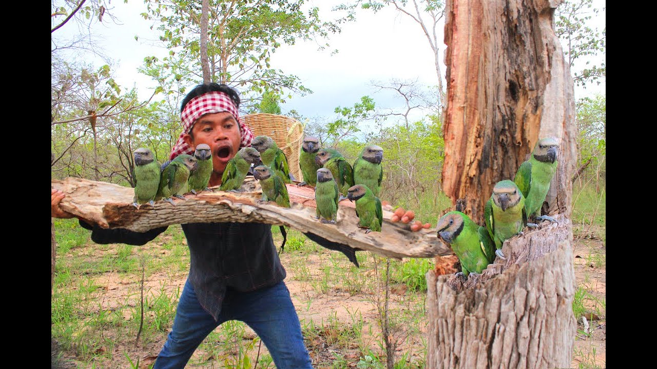 A man tore a tree to catch a parrot#parrotlet #beautiful #wildlife #bird #love #beautifulparrot