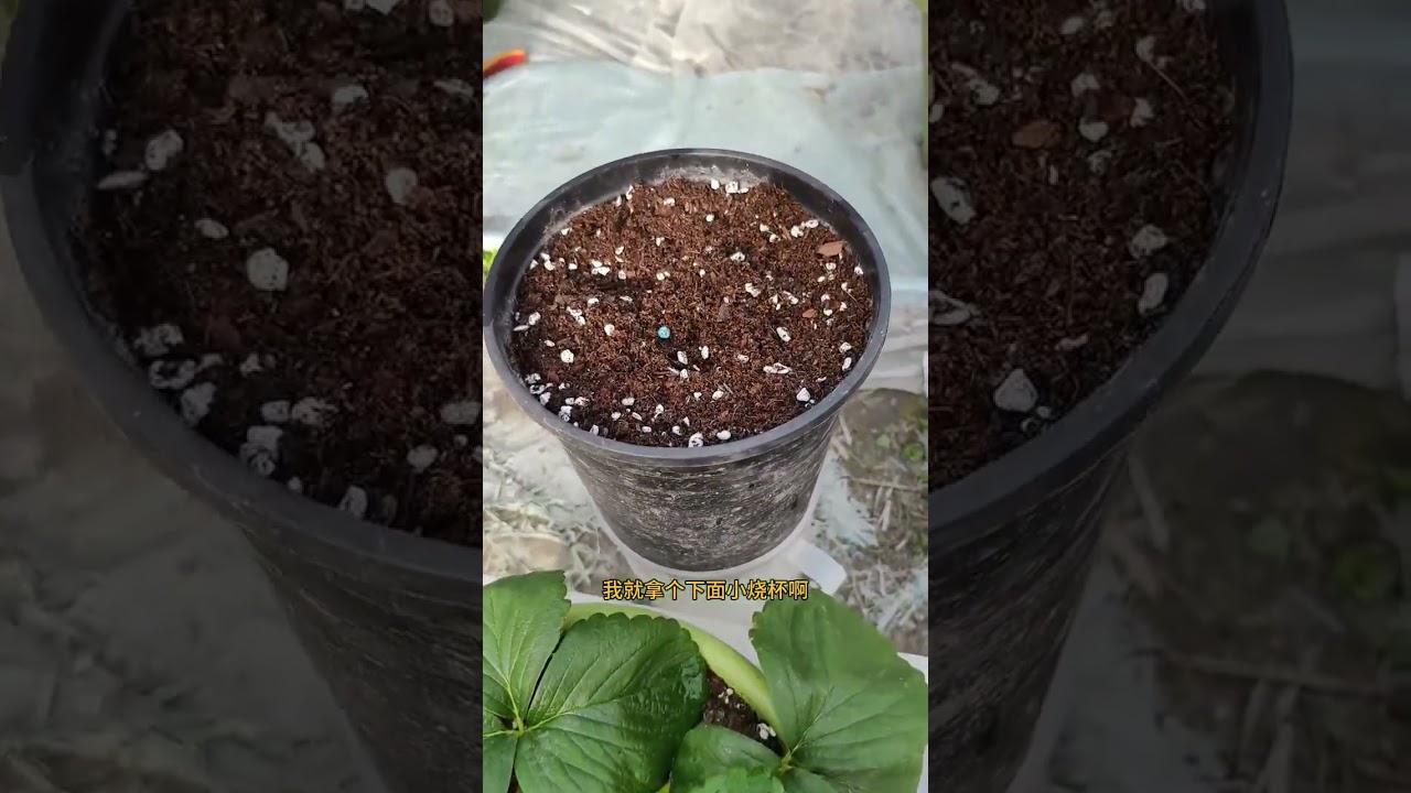 This video will tell you how to use an EC pen in strawberry cultivation and what the EC va