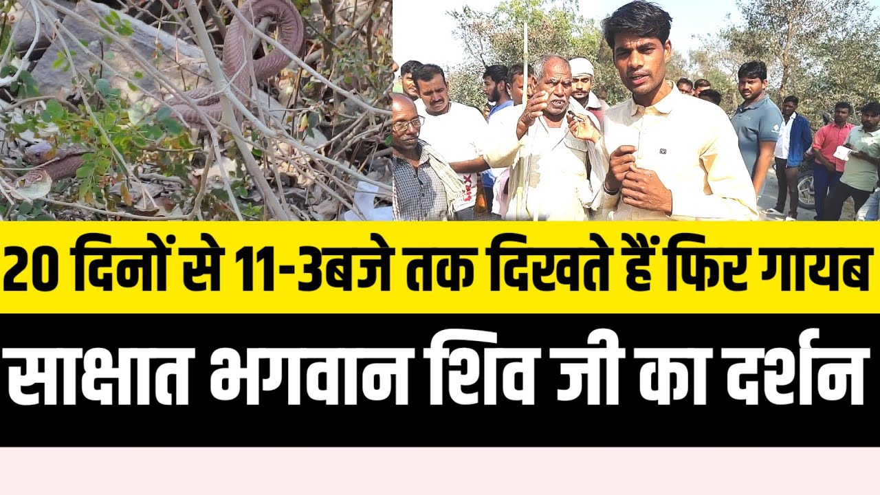 मां सती धाम क्षेत्र में 20दिनों से सर्प का 11बजें से 3बजें तक रोज दर्शन देखने को उमड़ने लगी भीड़!