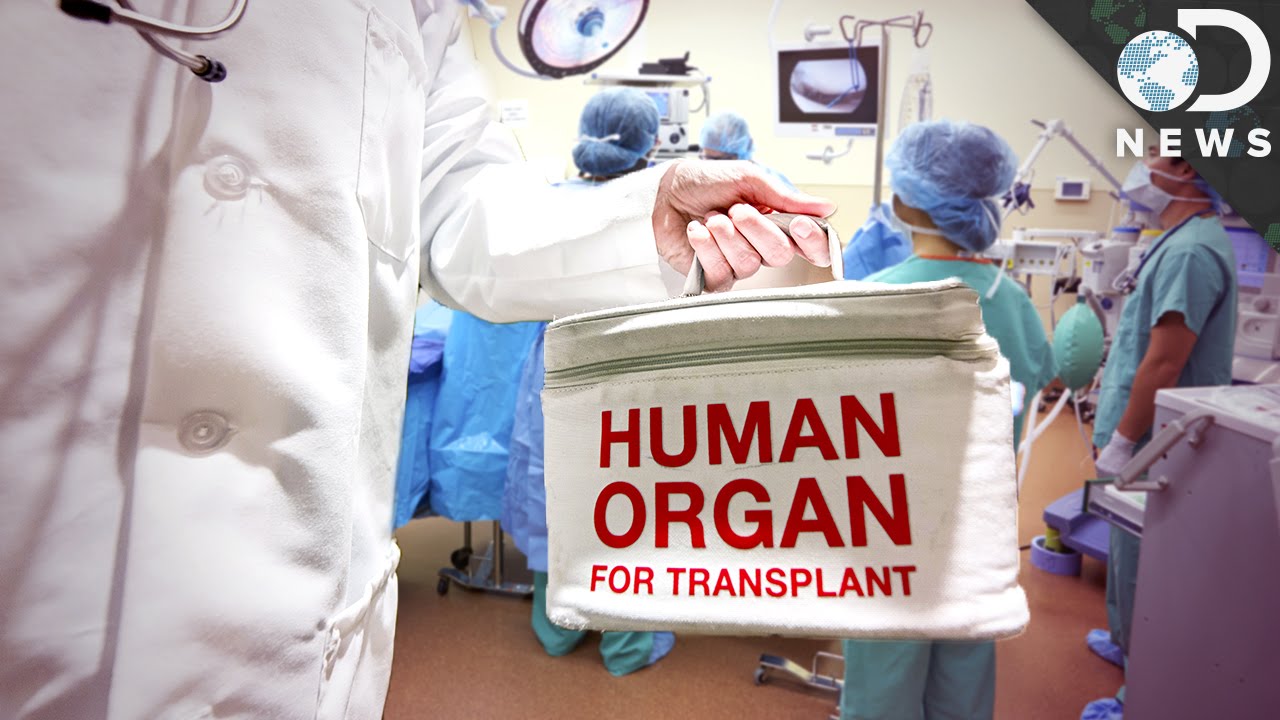 Why Do Organ Transplants Fail So Often?