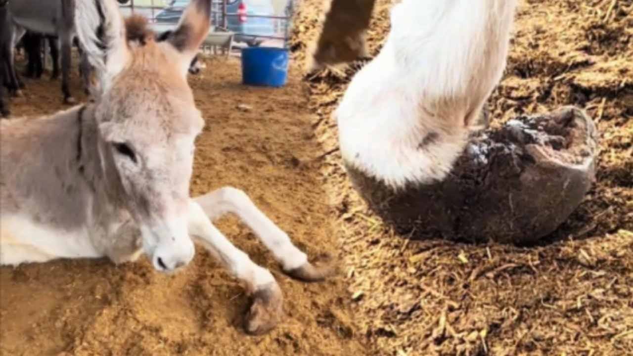 7 Years! Donkey With Deformed Hooves Was In Great Pain But The Steel Knife Successfully Trimmed It