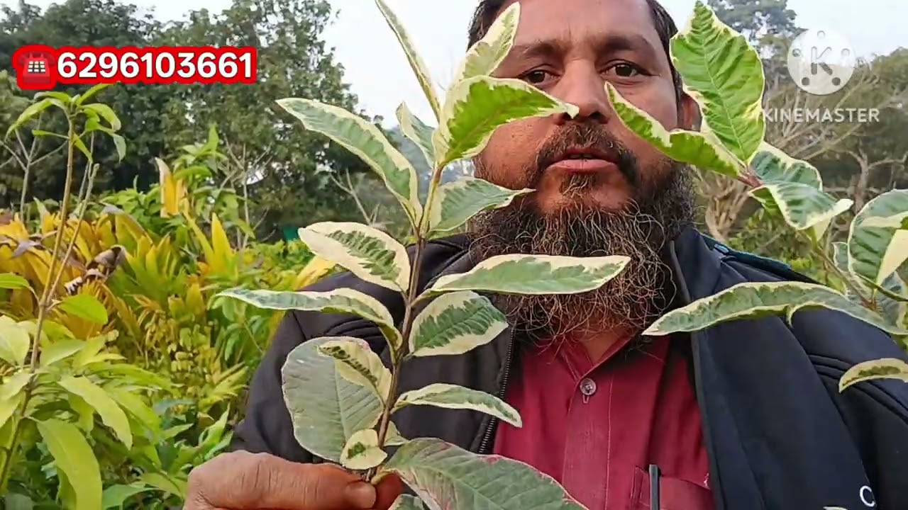 न्यू कलेक्शन न्यू सुहाना नर्सरी पर मिलेगा थाई वैरायटी का प्लान लोगों मैंगो अमृत मंडारिन माल्टा 